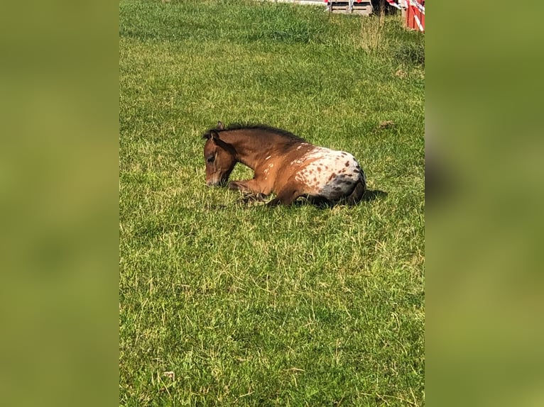 Knabstrupper Mix Stute 1 Jahr 136 cm Tigerschecke in Bornh&#xF6;ved