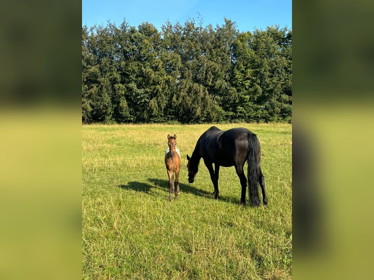 Knabstrupper Mix Stute 1 Jahr 136 cm Tigerschecke in Bornh&#xF6;ved