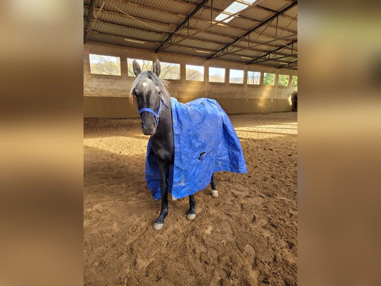Knabstrupper Mix Stute 1 Jahr 145 cm Rappe in Delligsen