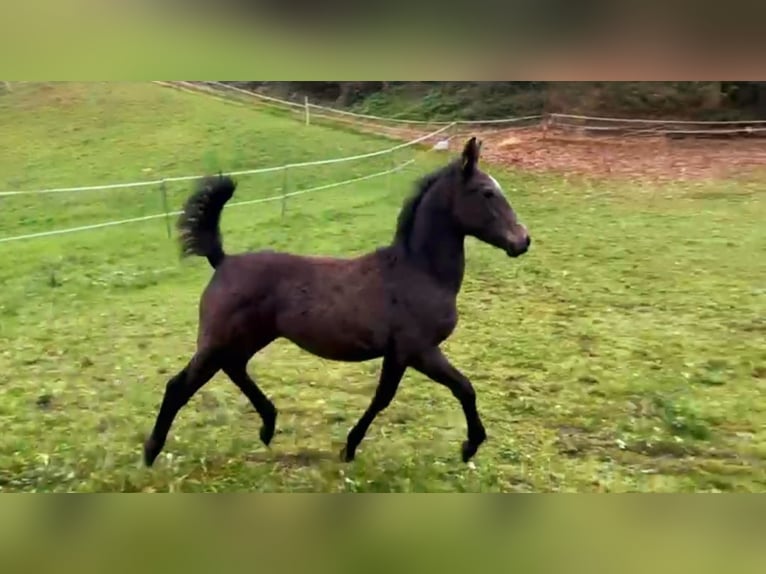Knabstrupper Stute 1 Jahr 150 cm Kann Schimmel werden in Nittenau
