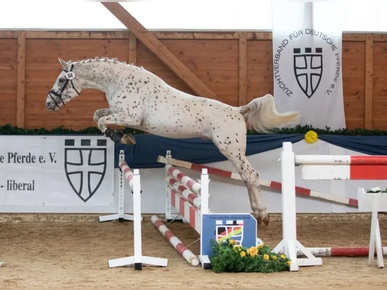 Knabstrupper Stute 1 Jahr 150 cm Kann Schimmel werden in Nittenau
