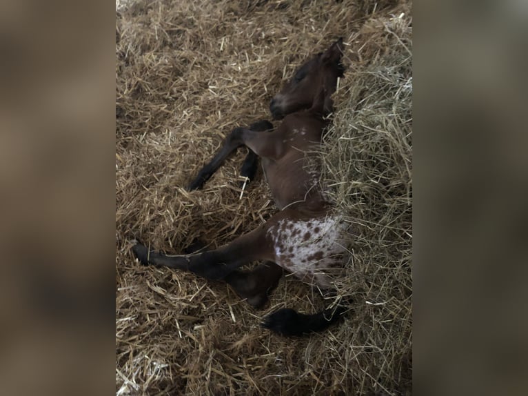 Knabstrupper Mix Stute 1 Jahr 158 cm Tigerschecke in Bornhöved