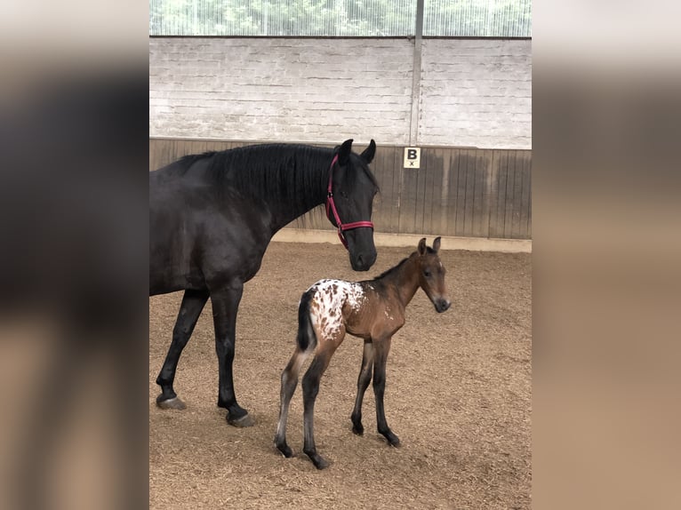 Knabstrupper Mix Stute 1 Jahr 158 cm Tigerschecke in Bornhöved