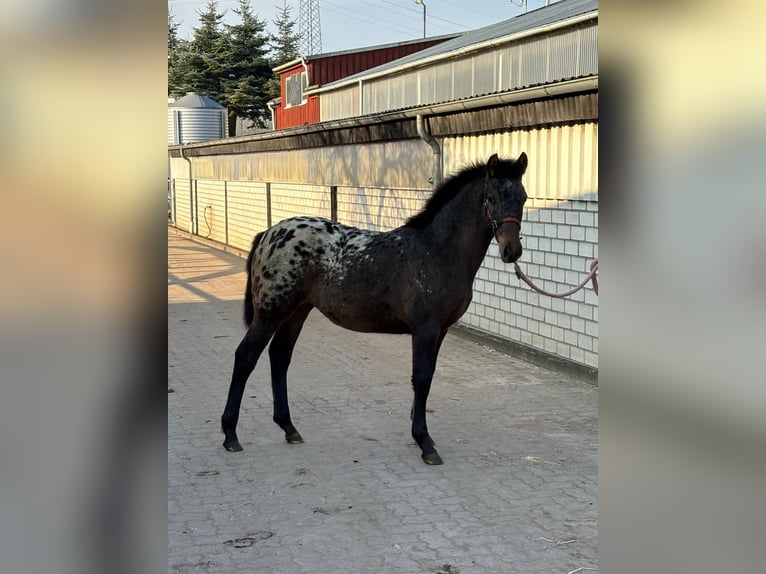 Knabstrupper Mix Stute 1 Jahr 158 cm Tigerschecke in Bornhöved