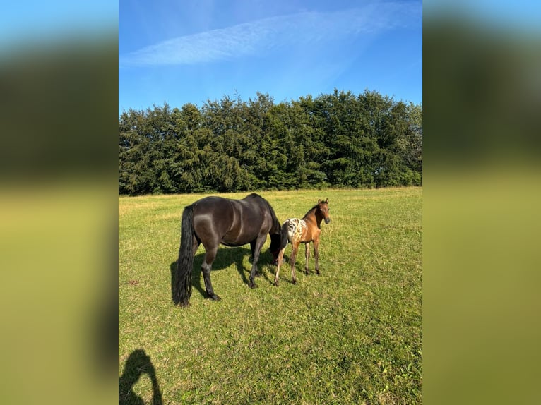 Knabstrupper Mix Stute 1 Jahr 158 cm Tigerschecke in Bornhöved