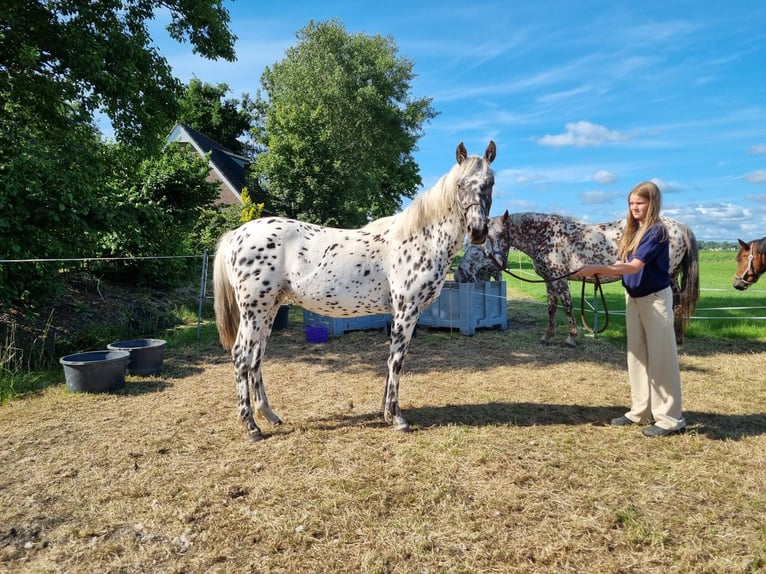 Knabstrupper Stute 1 Jahr 160 cm Tigerschecke in Oterleek