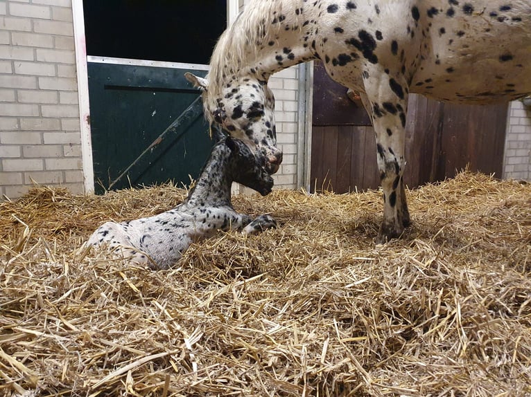 Knabstrupper Stute 1 Jahr 160 cm Tigerschecke in Oterleek