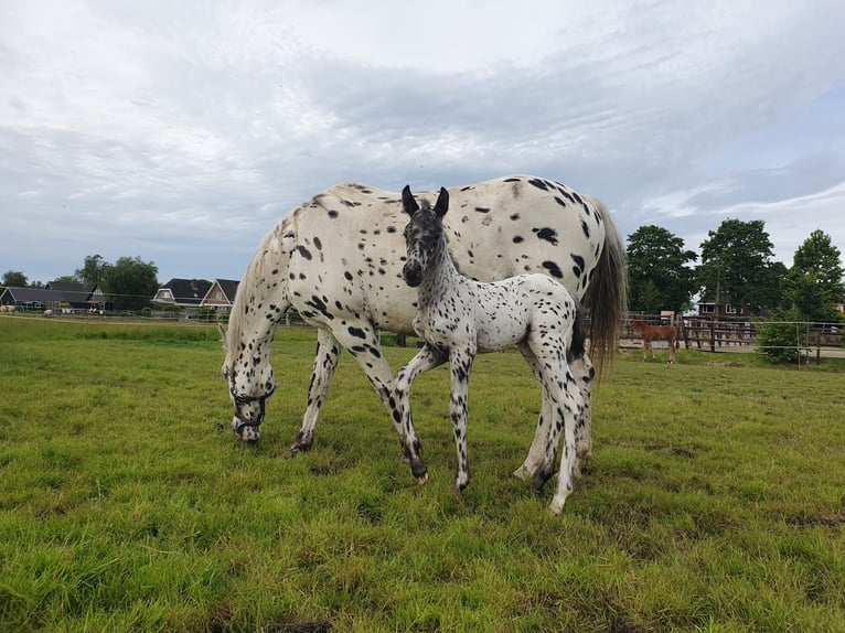 Knabstrupper Stute 1 Jahr 160 cm Tigerschecke in Oterleek