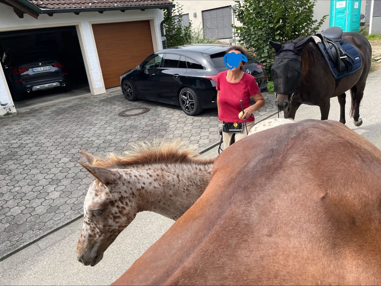 Knabstrupper Mix Stute 1 Jahr 163 cm Tigerschecke in Polling