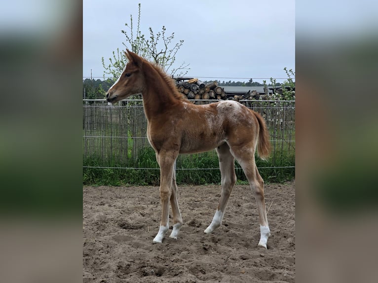 Knabstrupper Stute 1 Jahr 163 cm Tigerschecke in Spreenhagen
