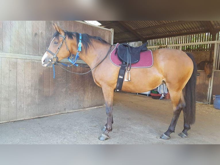 Knabstrupper Stute 1 Jahr 164 cm Schwarzbrauner in Cabariot