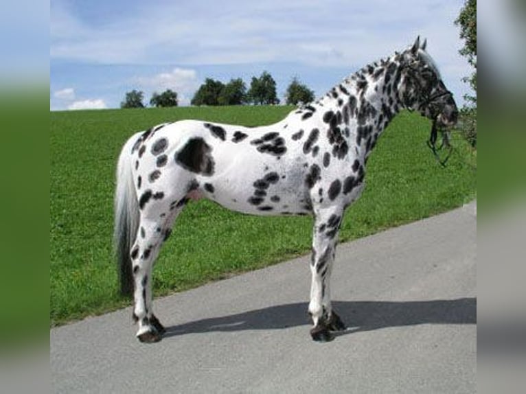 Knabstrupper Stute 1 Jahr 164 cm Schwarzbrauner in Cabariot