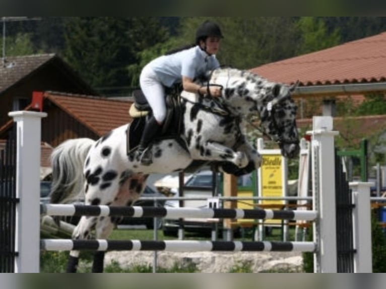 Knabstrupper Stute 1 Jahr 164 cm in Cabariot