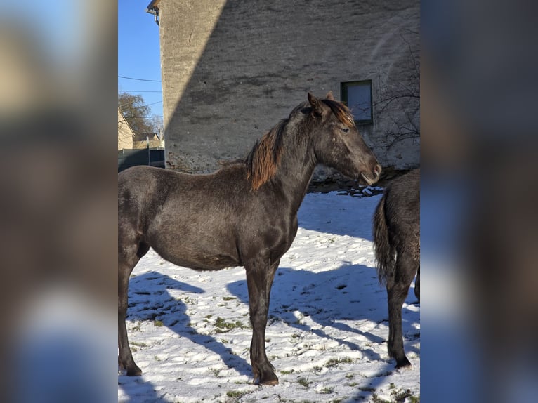 Knabstrupper Mix Stute 1 Jahr 165 cm Rappe in Thümmlitzwalde