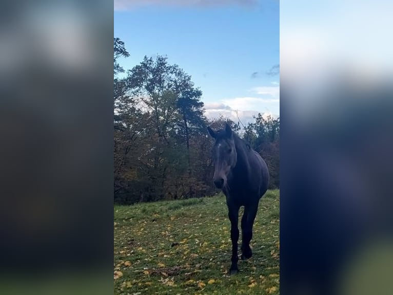 Knabstrupper Stute 2 Jahre 150 cm Kann Schimmel werden in Nittenau