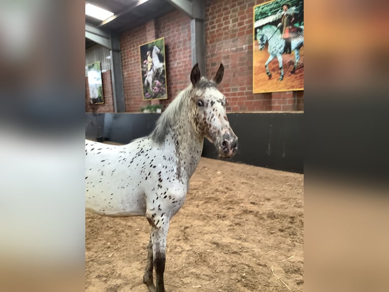 Knabstrupper Stute 2 Jahre 156 cm Tigerschecke in Werpeloh