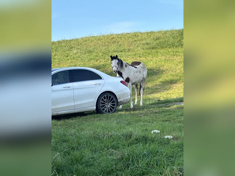 Knabstrupper Stute 2 Jahre 157 cm Overo-alle-Farben in Lobith