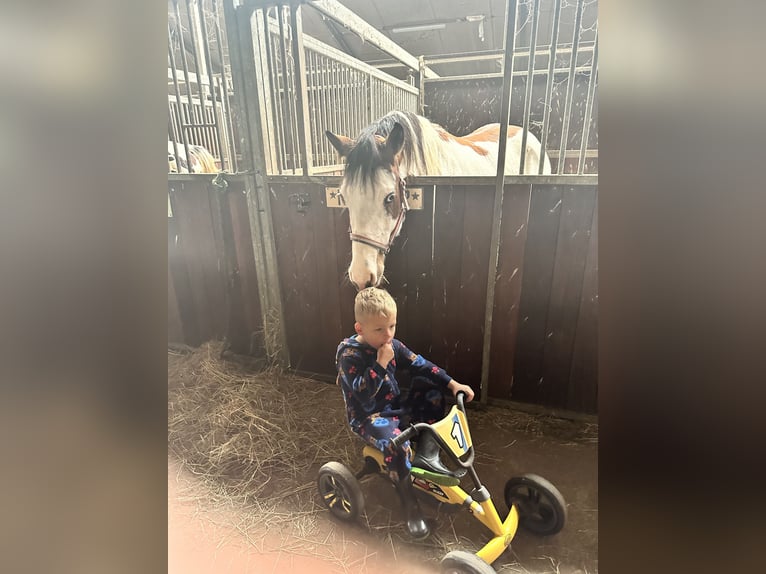 Knabstrupper Stute 2 Jahre 157 cm Overo-alle-Farben in Lobith