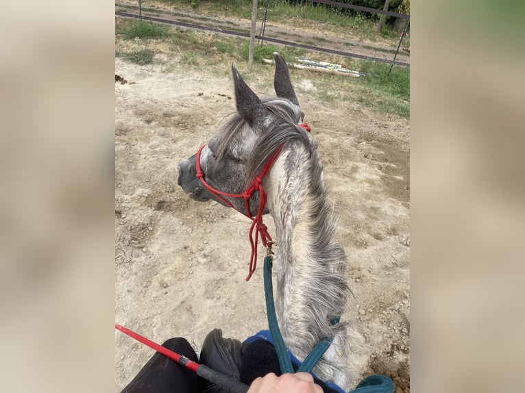 Knabstrupper Stute 3 Jahre 136 cm Tigerschecke in Ghedi
