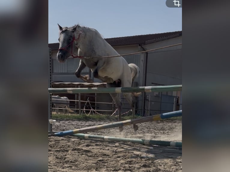 Knabstrupper Stute 3 Jahre 138 cm Tigerschecke in Ghedi