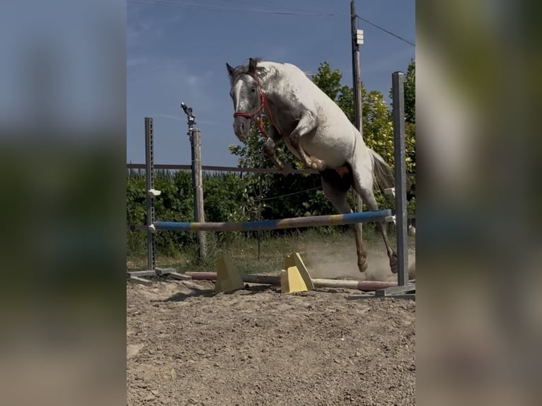 Knabstrupper Stute 3 Jahre 138 cm Tigerschecke in Ghedi