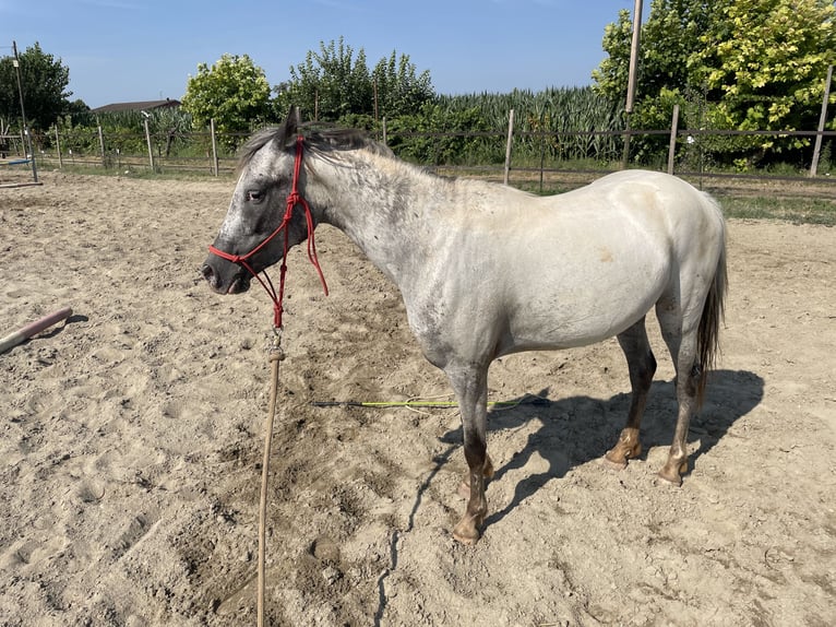 Knabstrupper Stute 3 Jahre 138 cm Tigerschecke in Ghedi