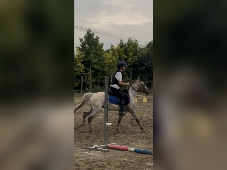 Knabstrupper Stute 3 Jahre 138 cm Tigerschecke in Ghedi