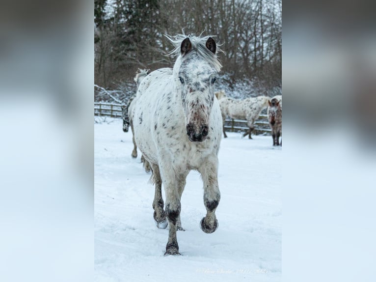Knabstrupper Stute 3 Jahre 148 cm Tigerschecke in Fredensborg