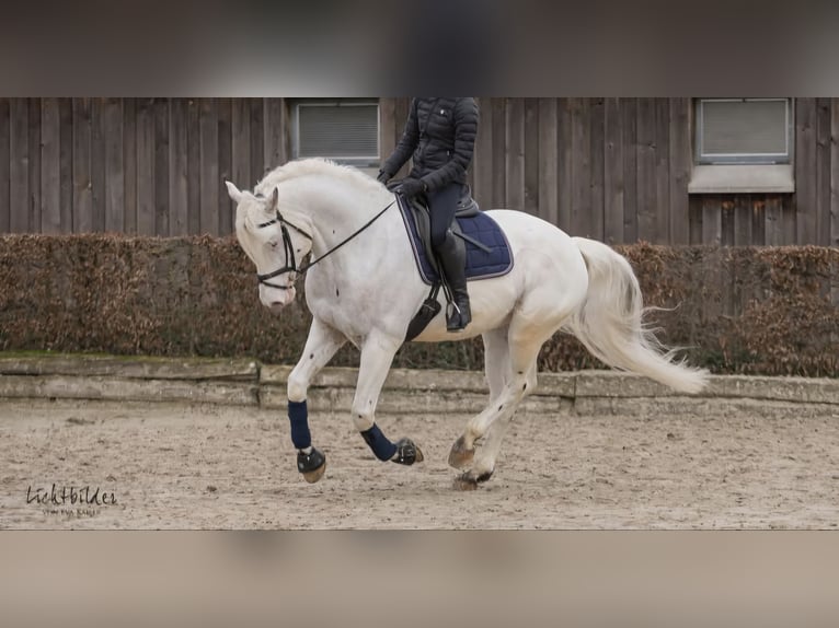 Knabstrupper Stute 3 Jahre 155 cm Tigerschecke in Spreenhagen