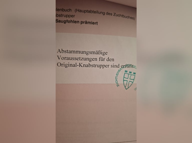 Knabstrupper Stute 3 Jahre 155 cm Tigerschecke in Hollenstedt