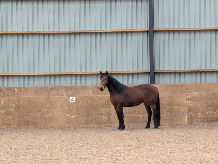 Knabstrupper Stute 3 Jahre 160 cm Rotbrauner in LONGHORSLEY