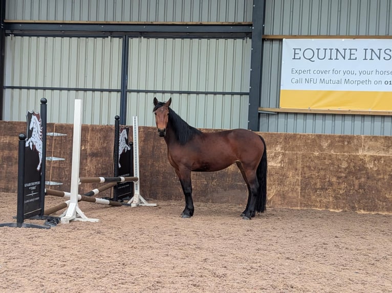 Knabstrupper Stute 3 Jahre 160 cm Rotbrauner in LONGHORSLEY