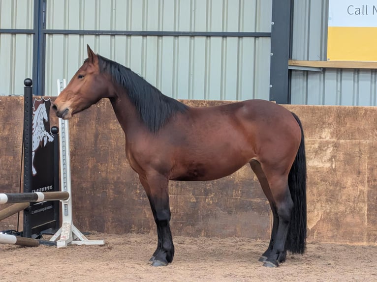 Knabstrupper Stute 3 Jahre 160 cm Rotbrauner in LONGHORSLEY