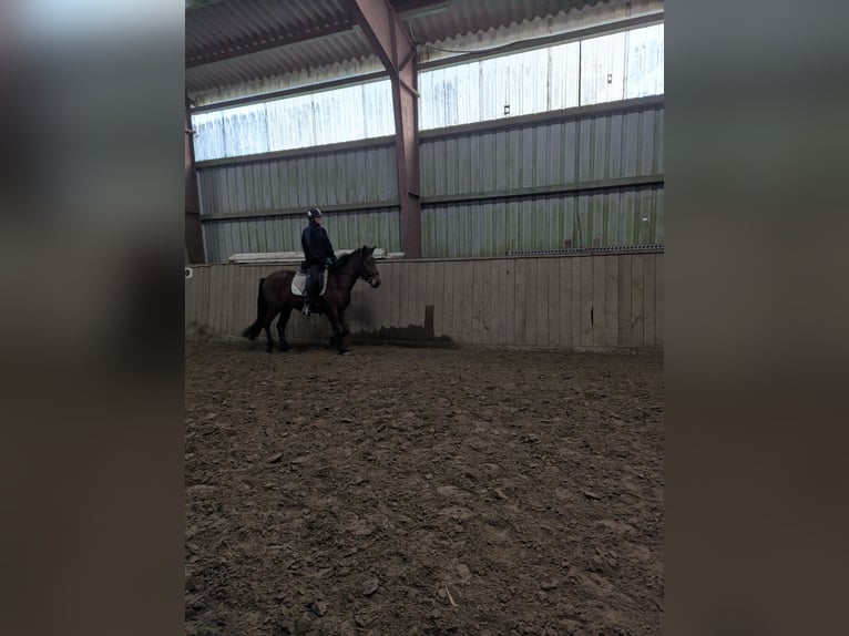 Knabstrupper Stute 4 Jahre 147 cm Brauner in Vaale