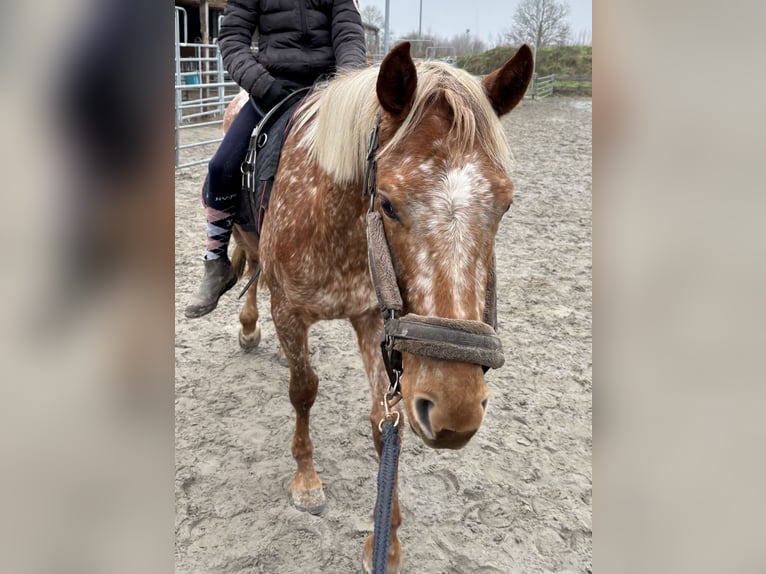 Knabstrupper Mix Stute 4 Jahre 152 cm in Heide