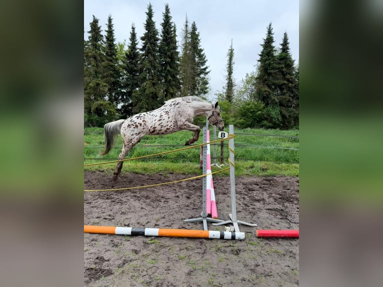 Knabstrupper Stute 4 Jahre 155 cm Tigerschecke in Nordhorn