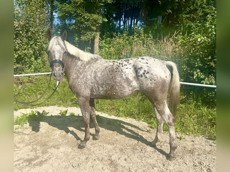 Knabstrupper Stute 4 Jahre 156 cm Tigerschecke in Pelmberg