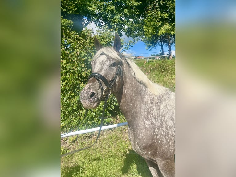 Knabstrupper Stute 4 Jahre 156 cm Tigerschecke in Pelmberg