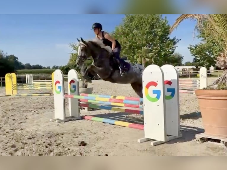 Knabstrupper Stute 4 Jahre 156 cm Tigerschecke in Pelmberg