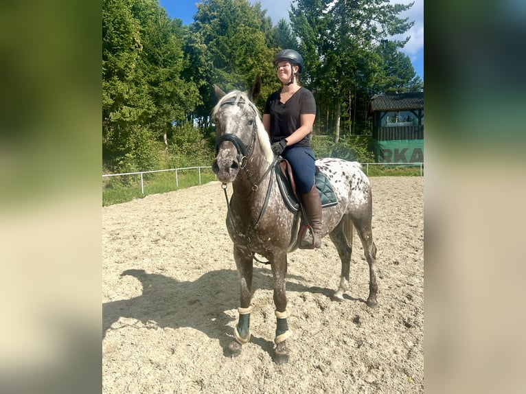 Knabstrupper Stute 4 Jahre 156 cm Tigerschecke in Pelmberg