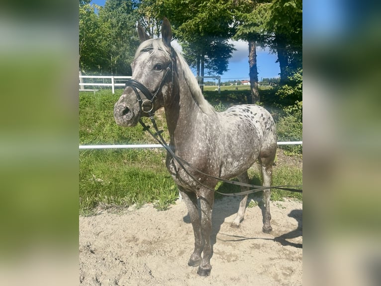 Knabstrupper Stute 4 Jahre 156 cm Tigerschecke in Pelmberg