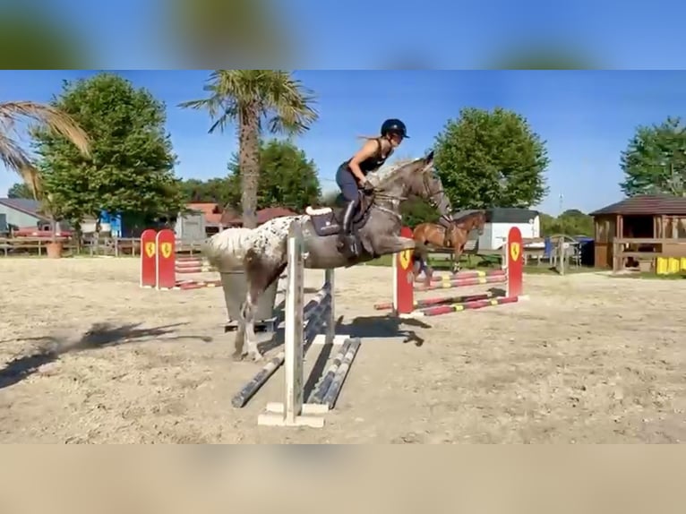 Knabstrupper Stute 4 Jahre 156 cm Tigerschecke in Pelmberg
