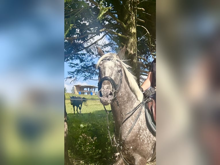 Knabstrupper Stute 4 Jahre 156 cm Tigerschecke in Pelmberg