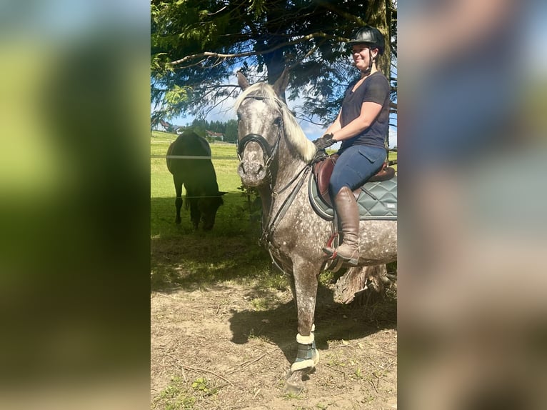 Knabstrupper Stute 4 Jahre 156 cm Tigerschecke in Pelmberg