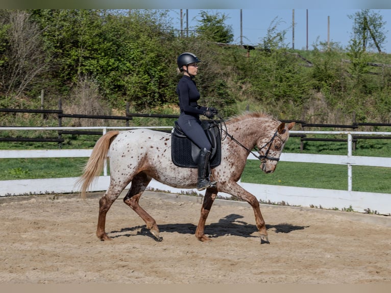 Knabstrupper Stute 4 Jahre 163 cm  in Weilerswist