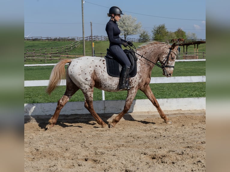 Knabstrupper Stute 4 Jahre 163 cm  in Weilerswist