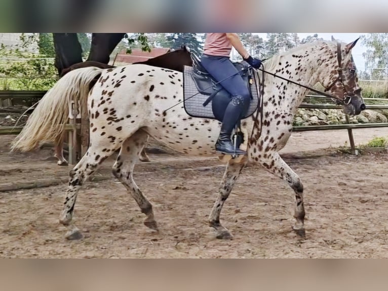 Knabstrupper Stute 4 Jahre 165 cm Tigerschecke in Nittenau