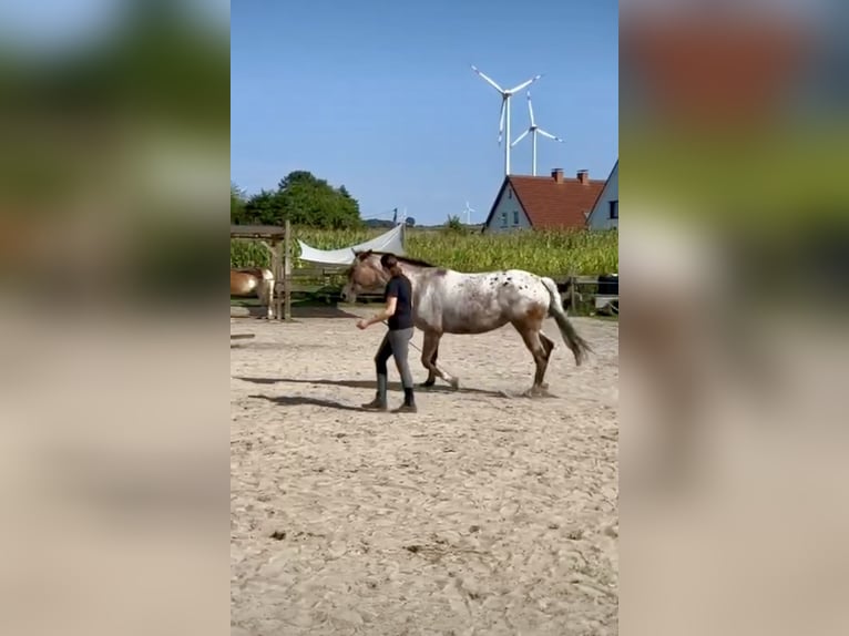 Knabstrupper Stute 5 Jahre 168 cm Tigerschecke in Marienmünster