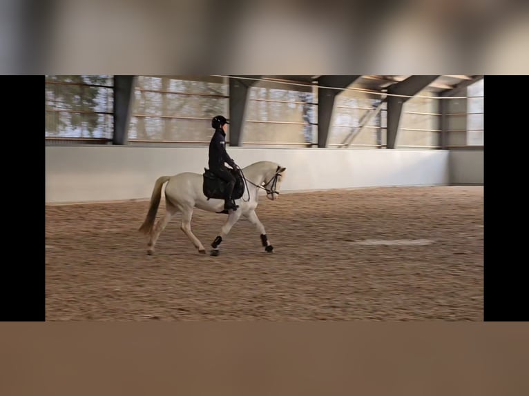 Knabstrupper Stute 6 Jahre 130 cm White in HÖRBY