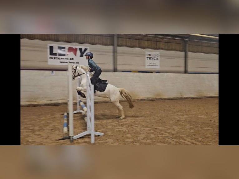 Knabstrupper Stute 6 Jahre 130 cm White in HÖRBY